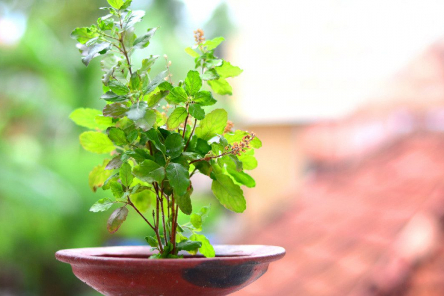 In Hinduism, the tulsi plant is considered sacred and is therefore worshipped with great reverence and devotion.