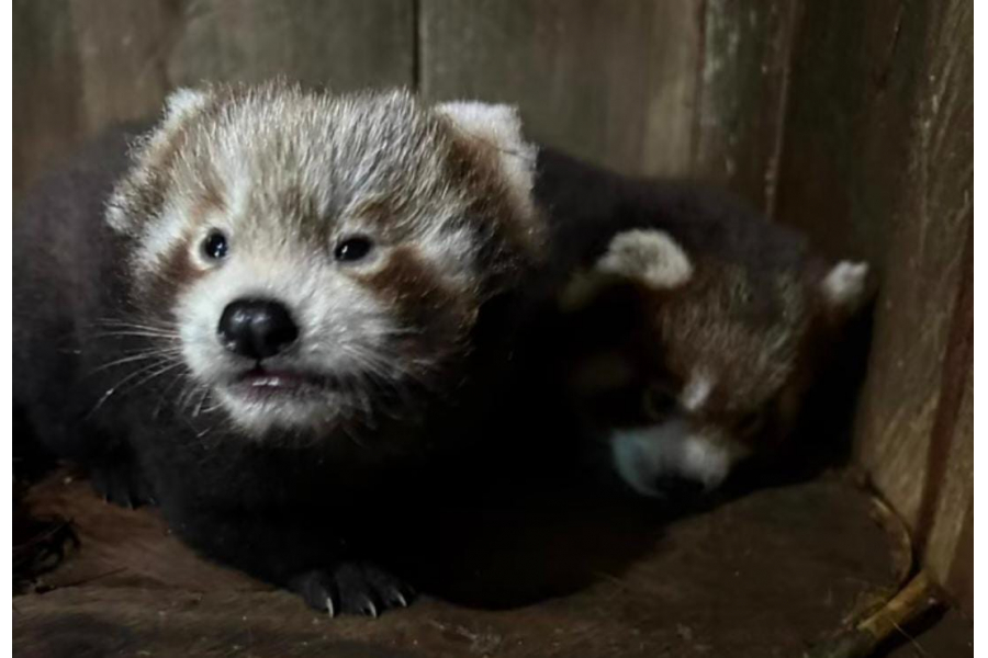 New hope for conservation, two red pandas born in Sikkim