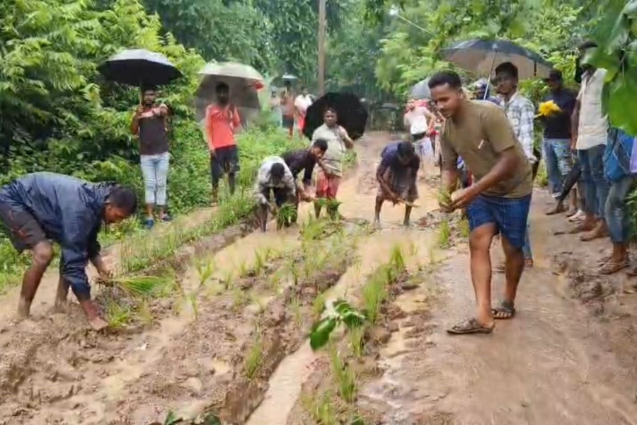 Protest by planting rice trees on the road demanding roads