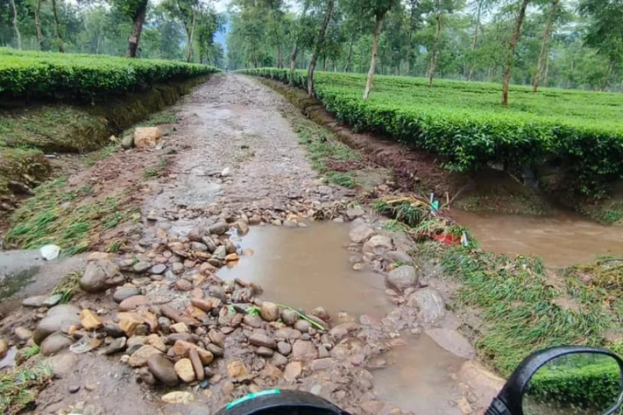 North Bengal has been devastated by floods. The tea gardens are also in a bad condition.