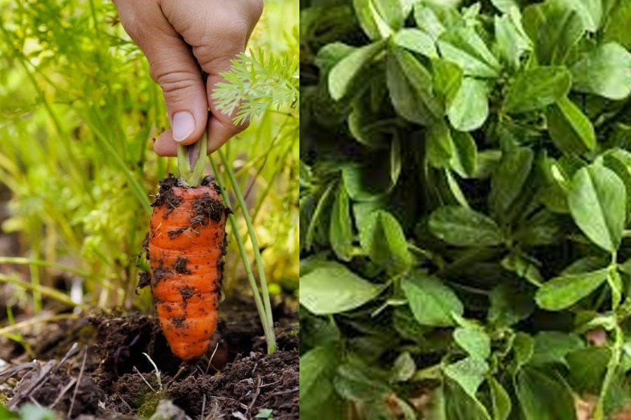 Winter is the best time to eat and grow vegetables. Just as you can find a variety of fresh vegetables in the market during this time