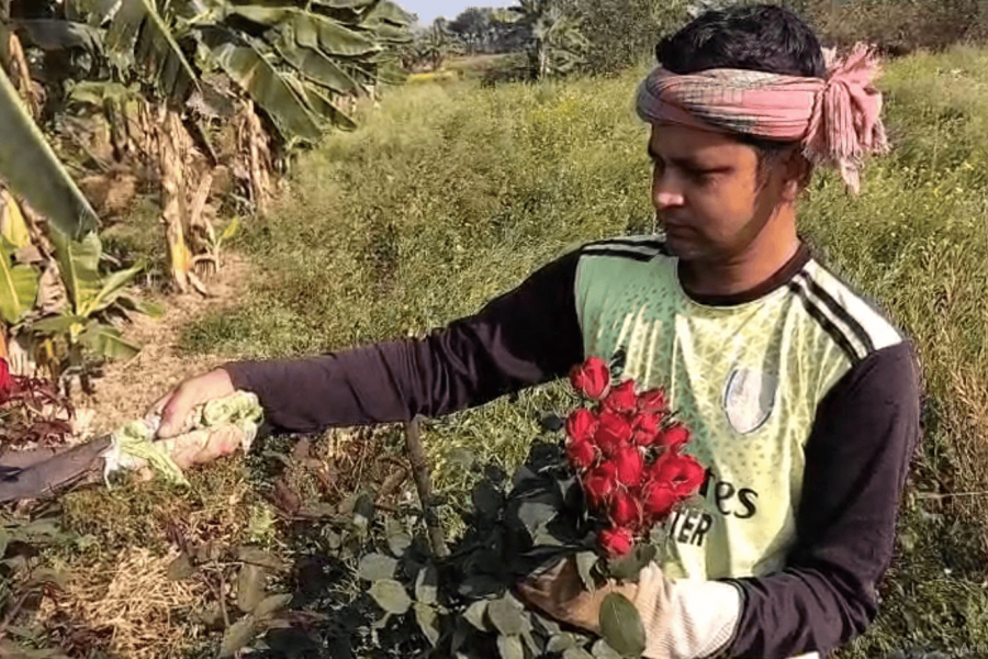 NADIA-ROSE-KRISHNANAGAR-WESTBENGAL-VILLAGE-SEASON