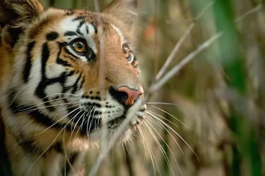 Winter will descend on the Sundarbans forests in December, and with it, a new census of the Royal Bengal Tiger will begin.