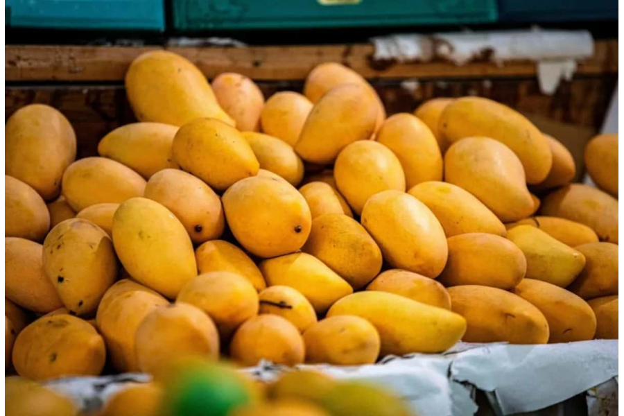 As soon as the heat starts to set in, Bengalis' minds turn to mangoes. Why not just Bengalis?
