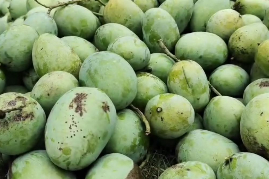 MALDA-WESTBENGAL-MANGO-FAMOUS-FRUIT