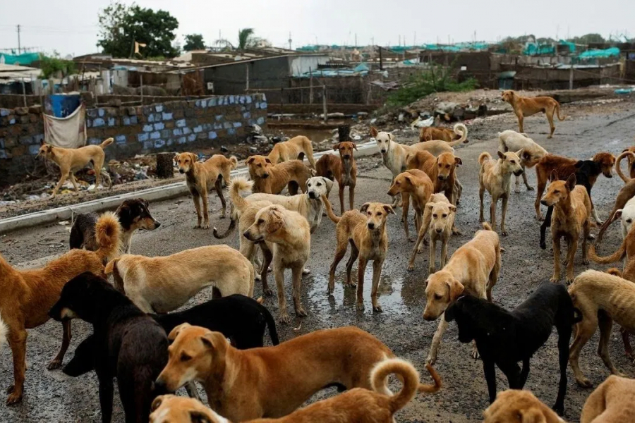 There will be no dog on the streets! Supreme Court orders removal of all stray dogs