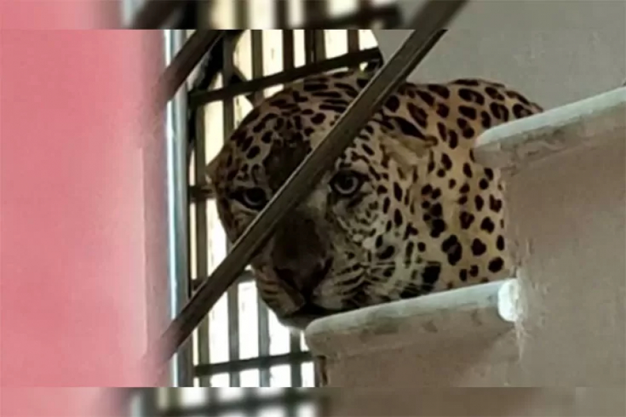 There was a commotion in the Shiv Mandir area of ​​Siliguri on Tuesday morning. A leopard was suddenly seen in the bathroom of a house near North Bengal University
