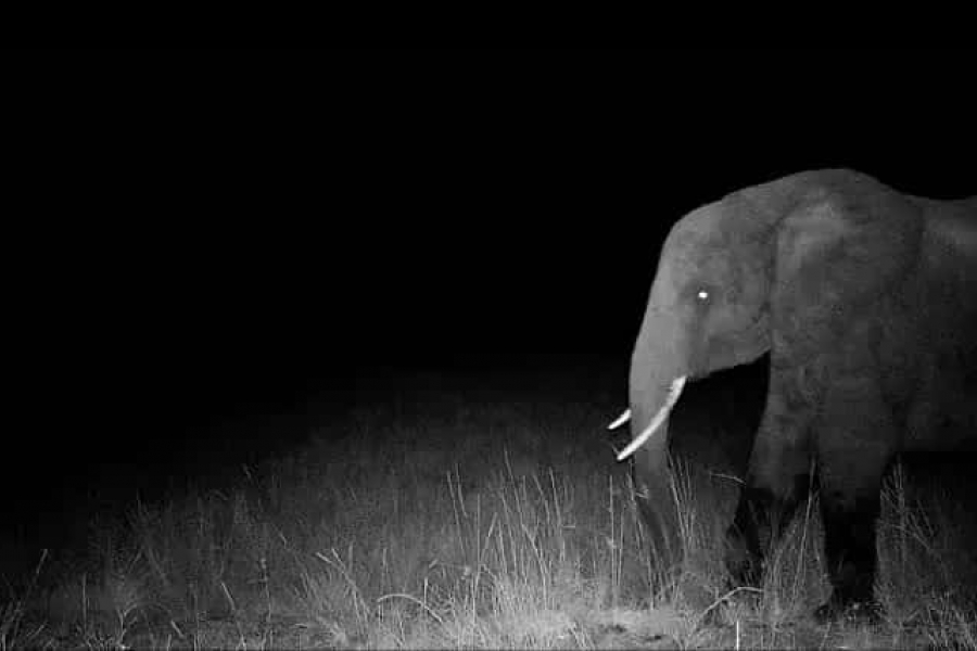 For many years, there has been a strange story about the remote jungles of Angola - that there are 