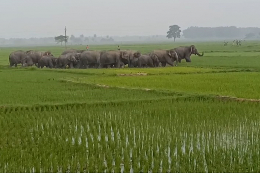 Elephant rampage continues in Jhargram! Cultivated land destroyed, farmers demand compensation
