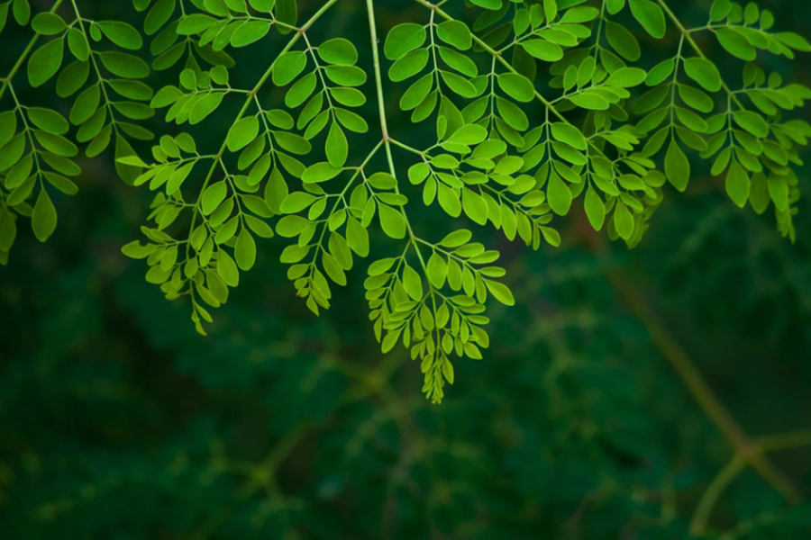 Most of the year, you can get sajane stalks. But in this winter season, you will not get good sajane stalks or sajane flowers.