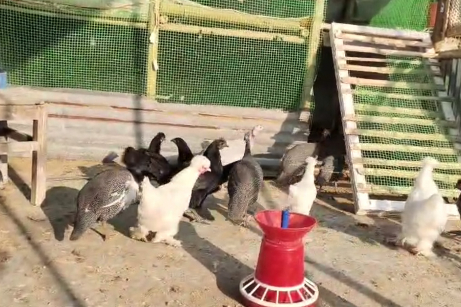 MALDA-WESTBENGAL-BUSINESS-FARM-MALDA