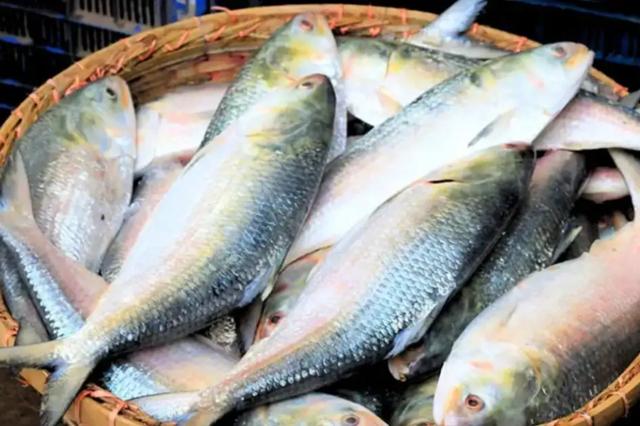 The common thread of interest between India and Bangladesh is Hilsa Fish