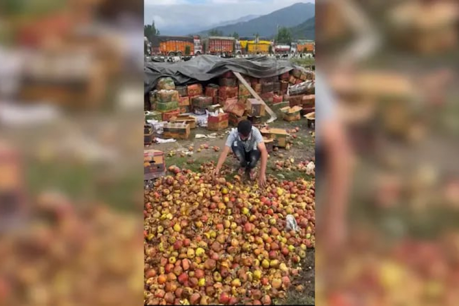 Thousands of tonnes of apples are rotting on Kashmir road due to the closure of the Srinagar-Jammu national highway
