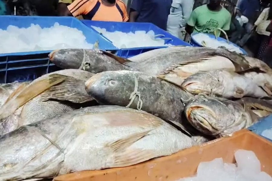 Lakshmi Labh before Durga Puja. Fishermen returning from the sea are happy. No, not Hilsa.
