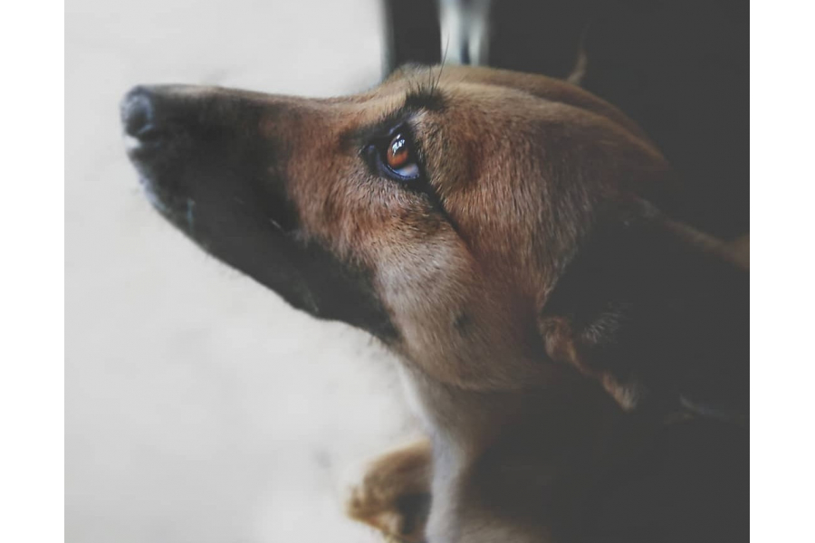 Does the cry of a dog in a quiet night really bring bad news?