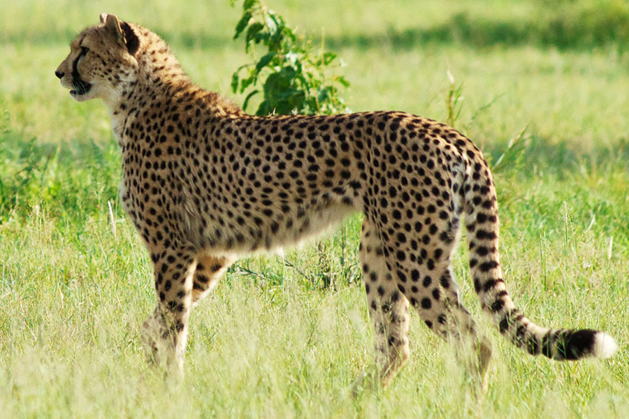 Cheetah takes child from backyard, forest department questioned over safety concerns