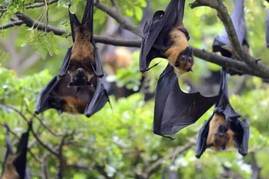 Relief news amid Nipah panic in Bengal (Nipah Virus in Bengal).
