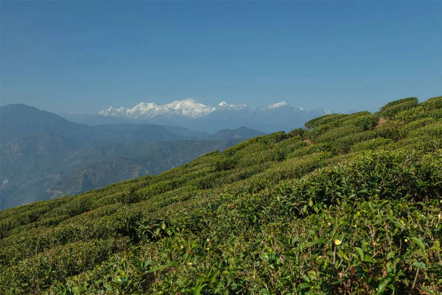 The concerned slave community is realizing how futile the Centre's assurance to save the tea industry and Prime Minister Narendra Modi's words of support at the tea association meeting are.