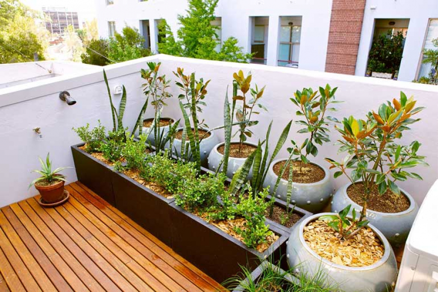 Plant these five plants at home to protect yourself from mosquitoes during the monsoon! You will be surprised by the benefits