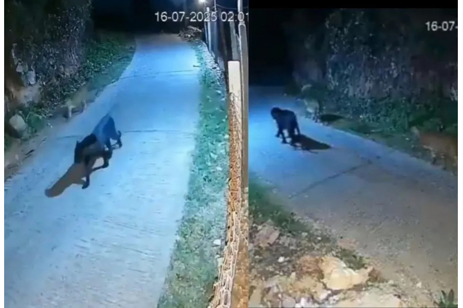 In the middle of the night, as if encountering the messenger of death! A black panther is roaming the road of Nilgiri along with a pair of leopards.