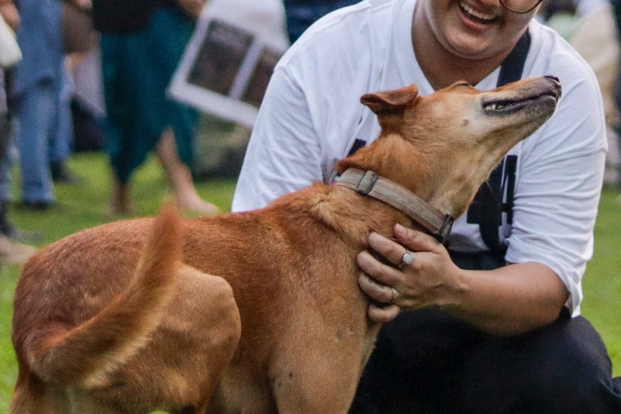 The country's top court has given a big verdict on stray dogs. The bench of Justice Vikram Nath has given