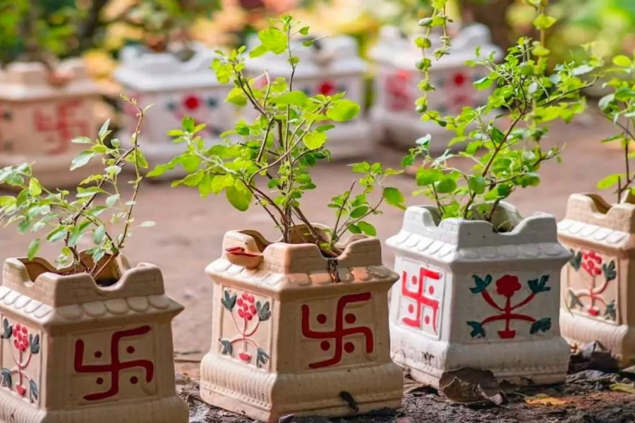 Every evening or after taking bath, most people worship Tulsi by lighting incense, lamps or offering water on the platform.