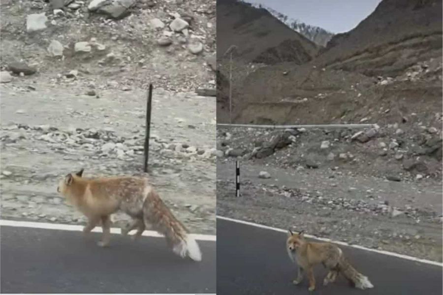 Red Fox Ladakh was spotted near Pangong Lake in Ladakh. A video of him walking amidst the peaceful nature of the Himalayas has gone viral on social media.