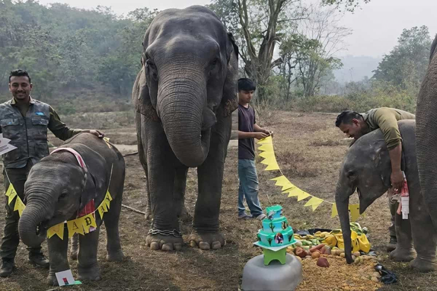 The cute nickname is Momo. The good name is Priyanshi. Everyone from young to old on the internet is mesmerized by the birthday celebration of that little girl.