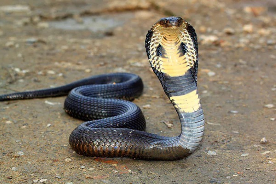 A Bihar woman chewed a poisonous cobra with her baby teeth