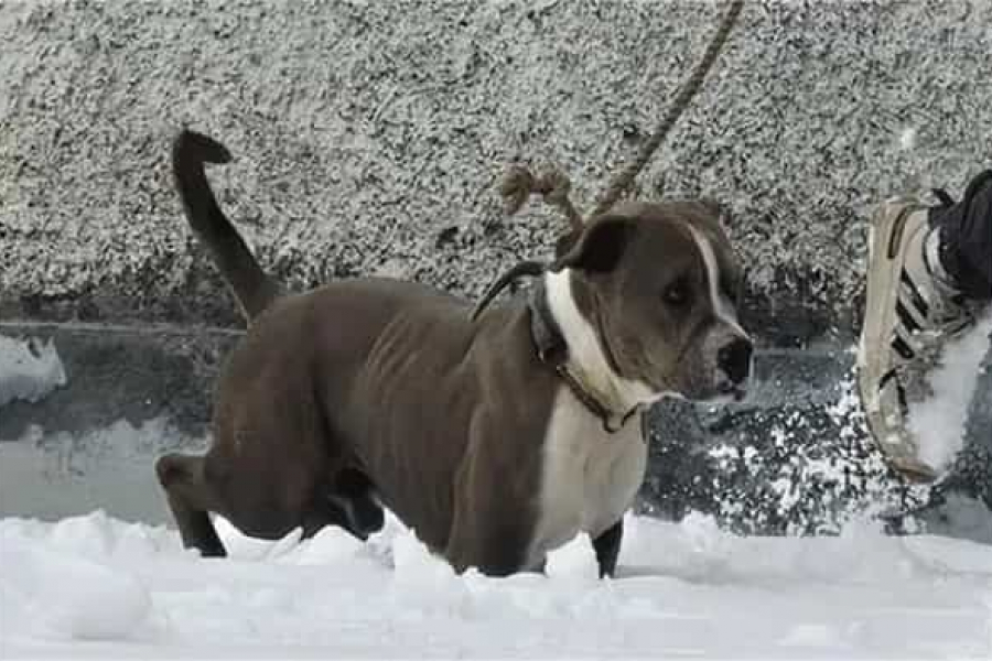 A four-day search operation came to a tragic end on Monday when rescue workers recovered the frozen bodies of two cousins ​​who had gone missing in a snowstorm