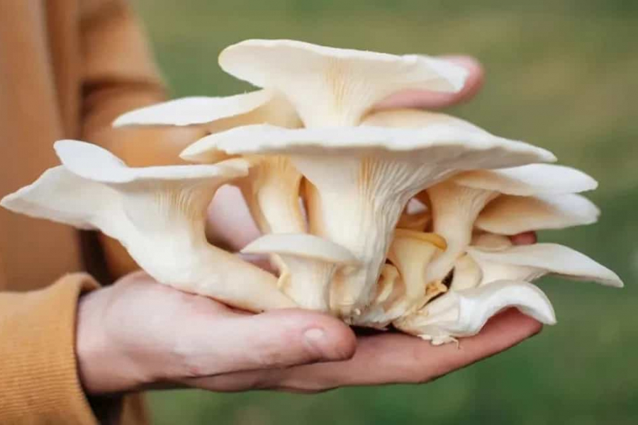 Many people may frown when they hear the idea that farming can start in the corner of the kitchen. But times have changed.