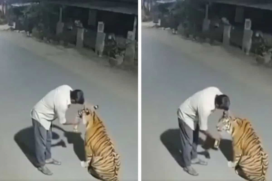 Face to face with a tiger! But he was not afraid at all, he walked towards it, patted its head and even petted it.