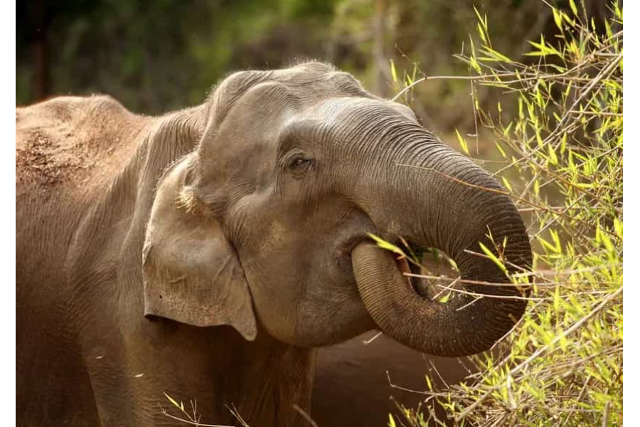 Since ancient times, humans have had a spiritual connection with giant animals like elephants. The elephants have helped humanity in many ways.