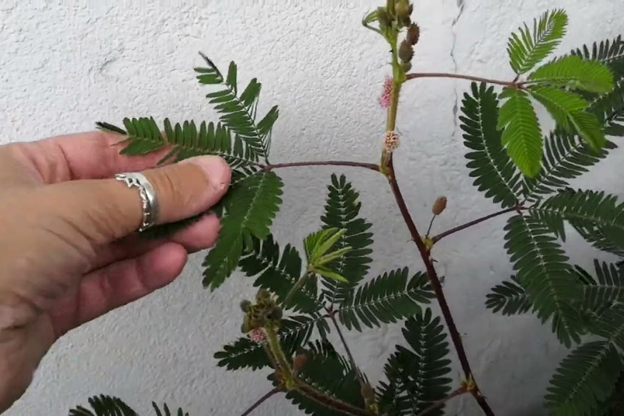 Know The Benefits Of Planting Shami Plant At Home During Sawan Month
