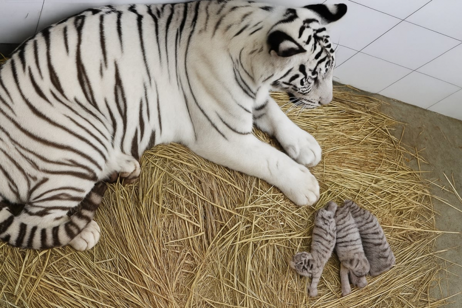 The world's first white tiger fasted every Sunday! He also played football in the courtyard of the royal palace